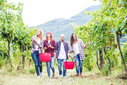 people-harvesting-vineyard (1)